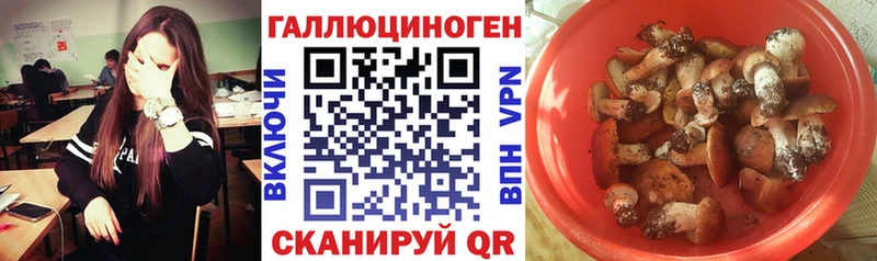 Псилоцибиновые грибы Cubensis  Новочеркасск 
